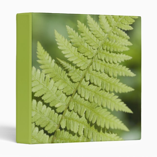 Green Fern Frond Binder (Front/Spine)