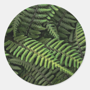 Green fern leaves classic round sticker