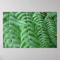 Green Fern Leaves Natural Pattern Poster