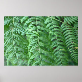 Green Fern Leaves Natural Pattern Poster