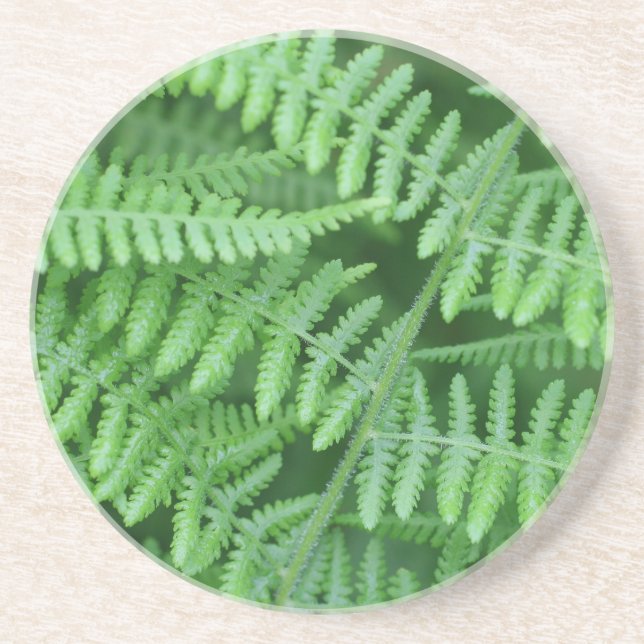 Green Fern Motif Nature Boire Dessous de verre (Devant)
