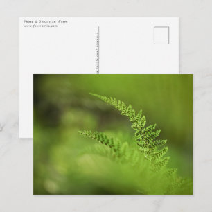 Green Fern Nature Photo Postcard