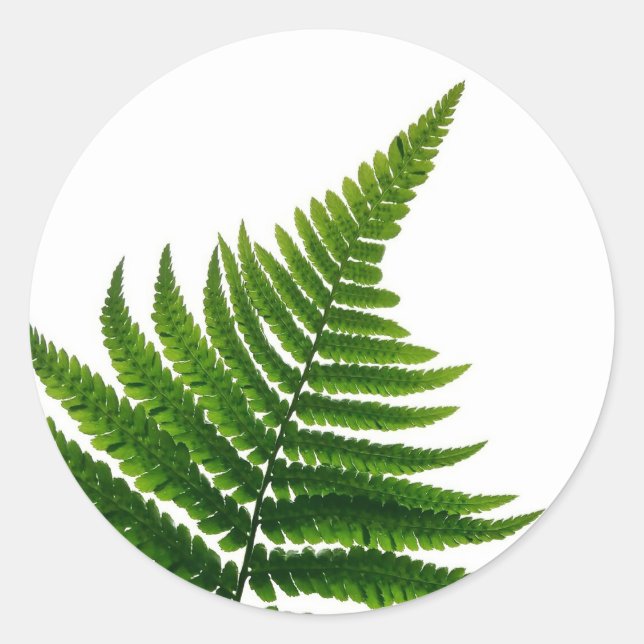 Green Fern Print Woodlands Leaf Classic Round Sticker (Front)