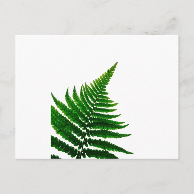 Green Fern Print Woodlands Leaf Postcard (Front)