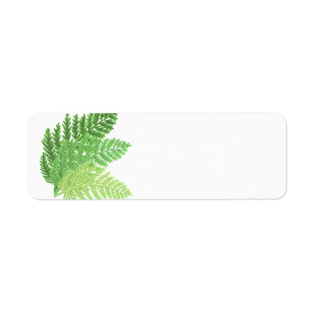 Green Fern Trio (Devant)