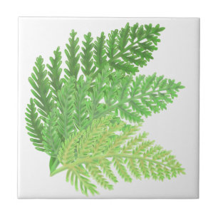 Green Ferns Tile