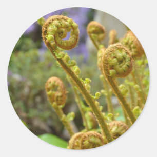 Green fiddlehead fern leaves classic round sticker