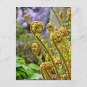 Green fiddlehead fern leaves postcard