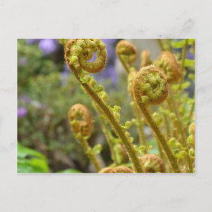 Green fiddlehead fern leaves postcard