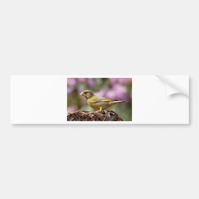 Green Finch Bumper Sticker (Front)