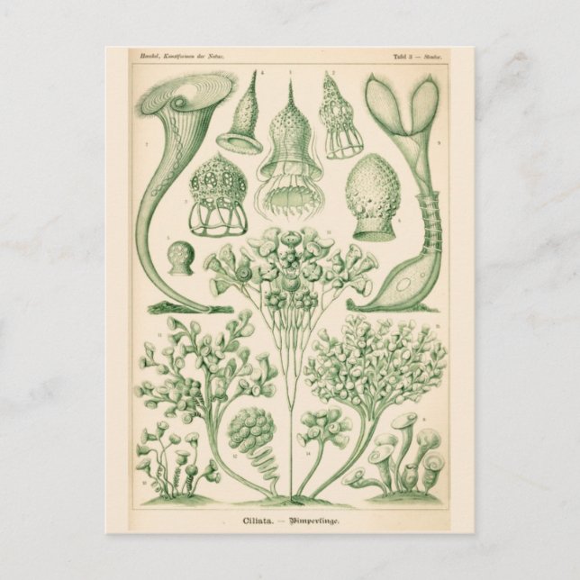 Green Flora Biological Illustration Postcard (Front)
