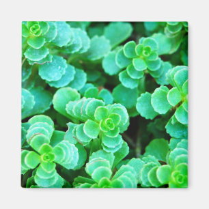 Green Floral Abstract Magnet