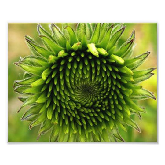 Green Flower Photo Print