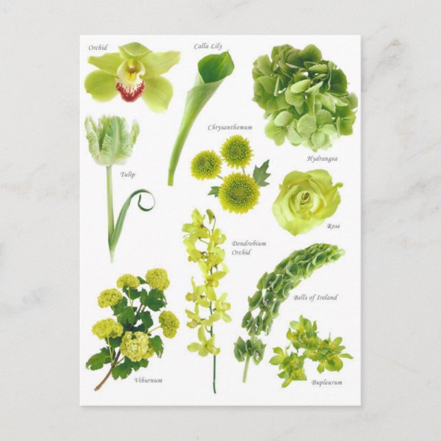 Green Flowers Postcard (Front)