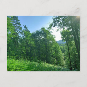 Green Forest Landscape Photography  Postcard