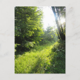 Green Forest Meadow Postcard