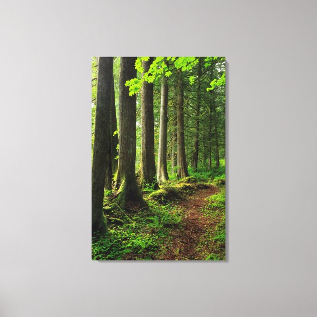 Green Forest Trail Scenic Canvas Print (Front)