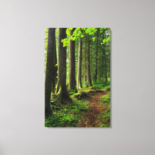 Green Forest Trail Scenic Canvas Print