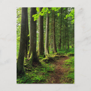 Green Forest Trail Scenic Postcard