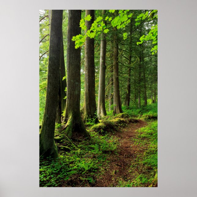 Green Forest Trail Scenic Poster (Front)