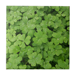 Green fresh shamrock, lucky St. Patricks clover Tile