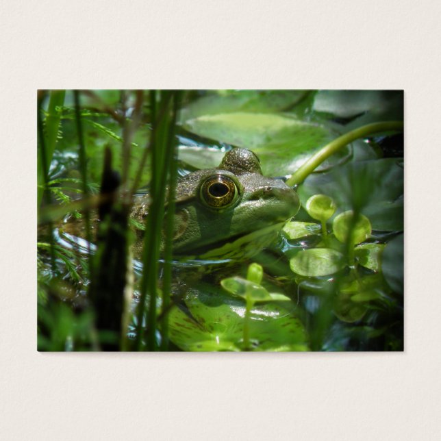 Green Frog ATC Photo Card (Front)