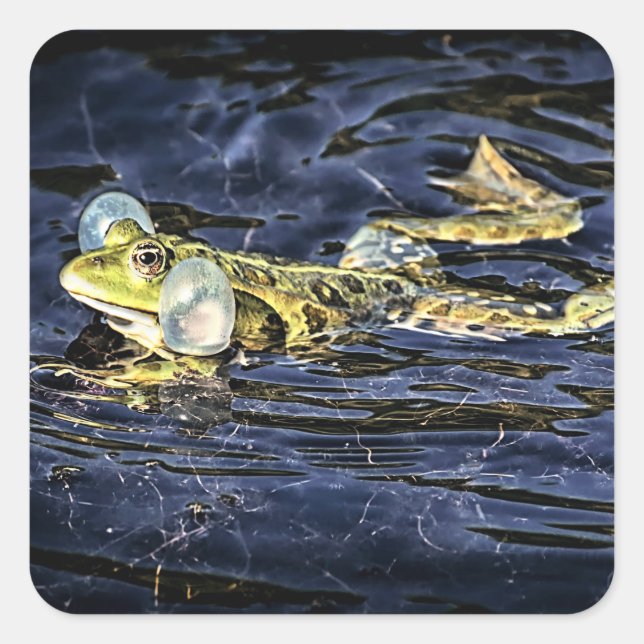 Green Frog in the Pond Square Sticker (Front)