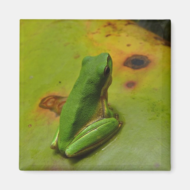 green frog magnet (Front)