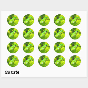 Green Frog On A Leaf, Classic Round Sticker
