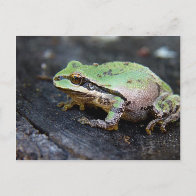 Green Frog on a Tree Stump Postcard (Front)