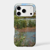 Green Frog On Reeds Over Swamp,