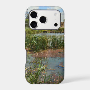 Green Frog On Reeds Over Swamp,  