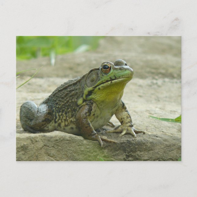 Green Frog. Postcard (Front)