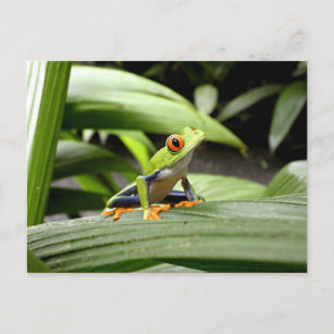 Green frog postcard