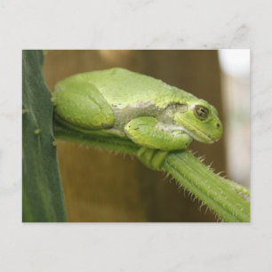 Green Frog Postcard