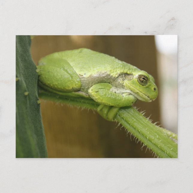 Green Frog Postcard (Front)