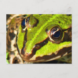 Green Frog Postcard