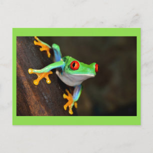 Green Frog Postcard