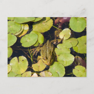 Green frog postcard