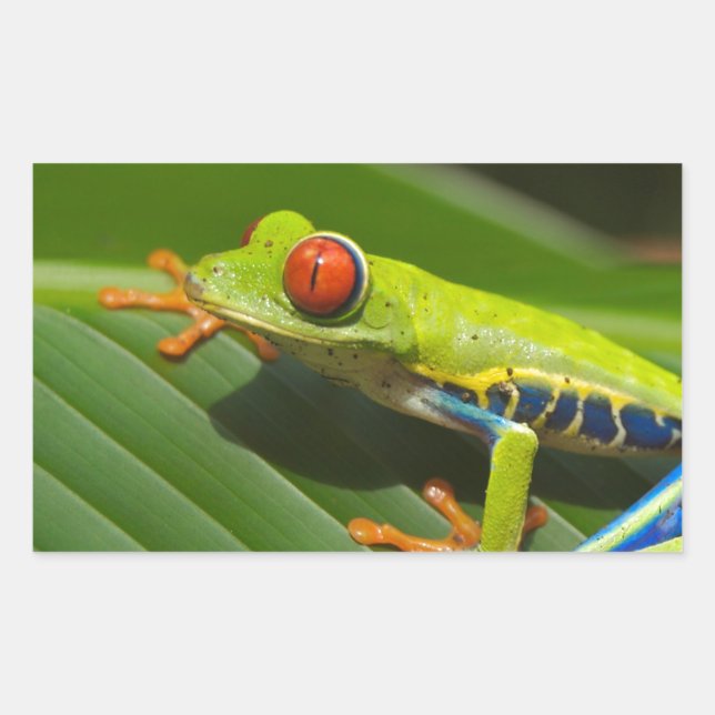 Green Frog Sticker (Front)