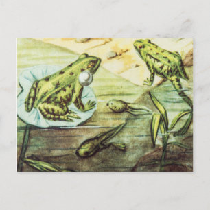 Green Frogs, Animal Illustration Postcard