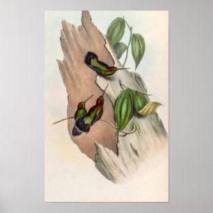 Green-fronted Lancebill Birds by John Gould Poster