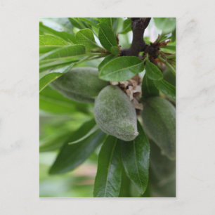 Green fruits of an almond tree postcard