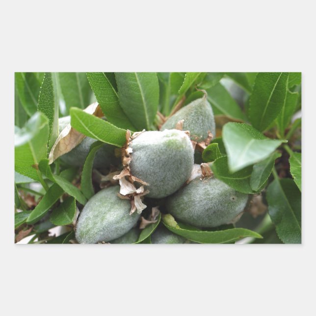 Green fruits of an almond tree sticker (Front)