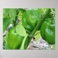 Green Garden Peppers On The Vine