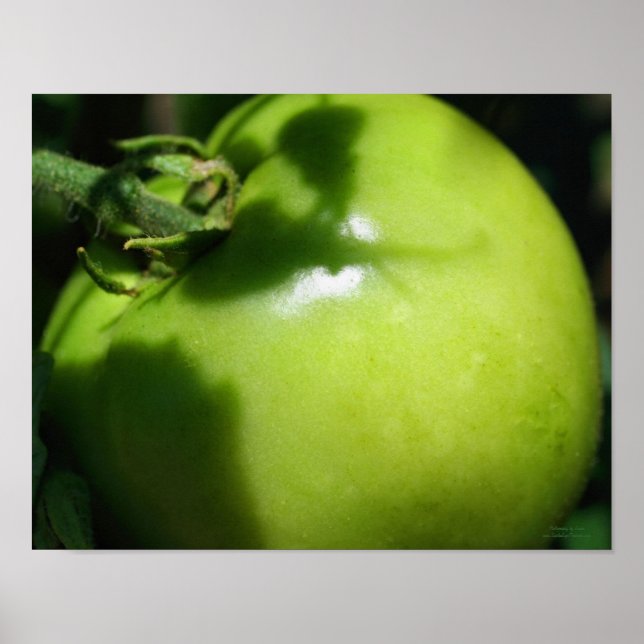 Green Garden Tomato Poster (Front)