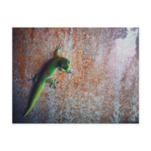 Green Gecko Postcard