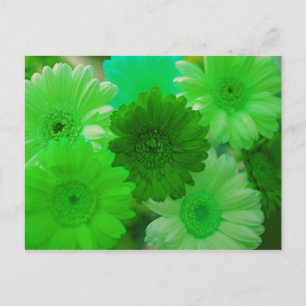 Green Gerbera Daisy Flower Photo Art Postcards