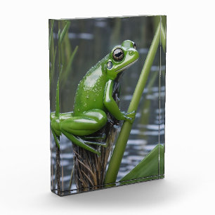 Green Glass Frog On Reeds At The River, Photo Block