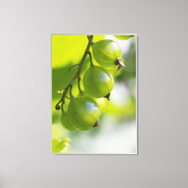 Green Gooseberries CC0307 Large Canvas Print (Front)